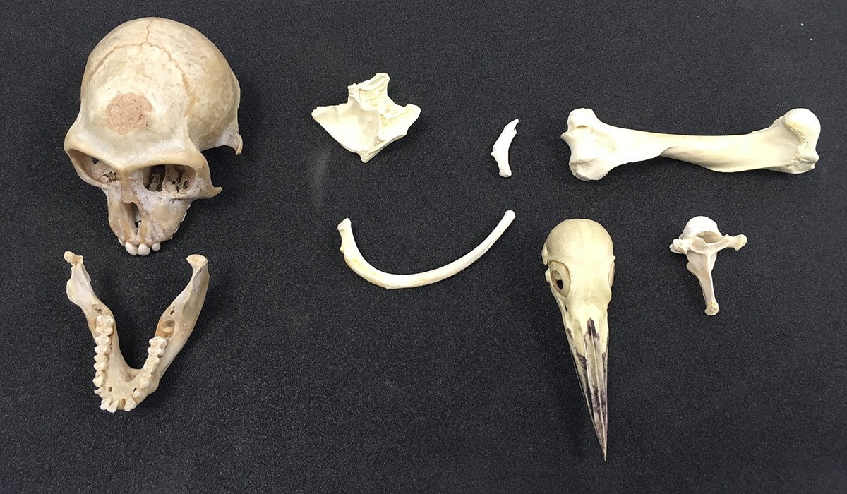 article buyers remorse bone artefacts